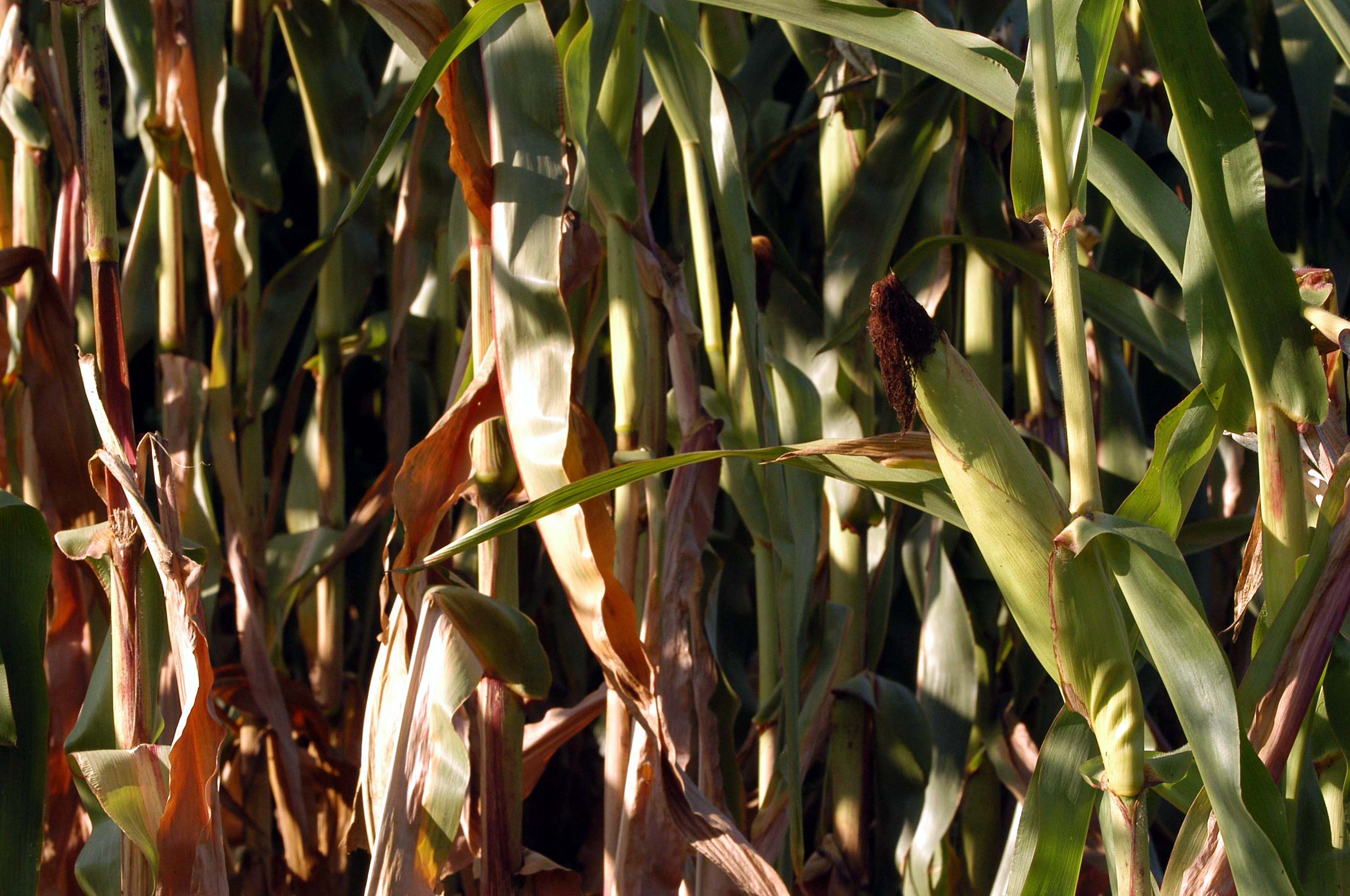 trading con le materie prime