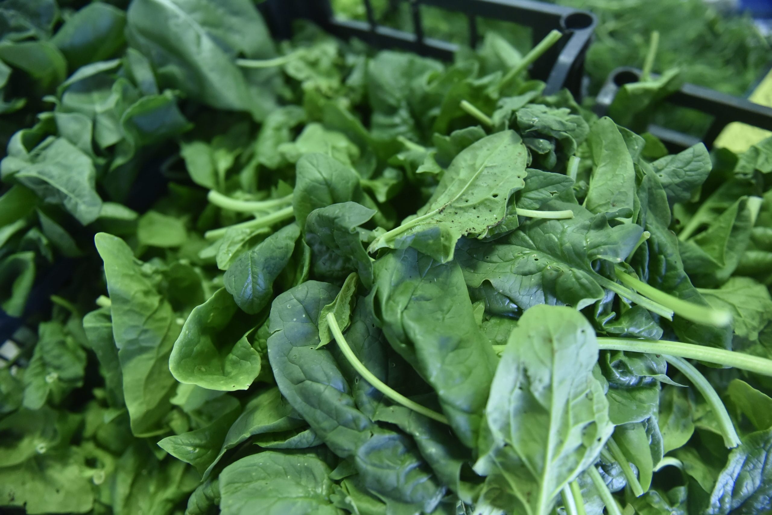 Vitamina B