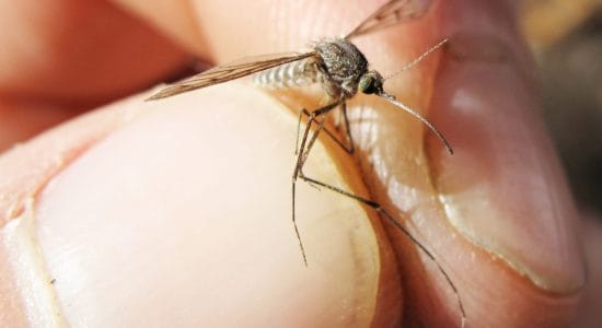 Le zanzare possono trasmettere il coronavirus
