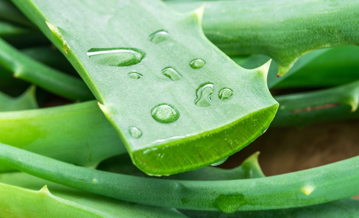 aloe vera