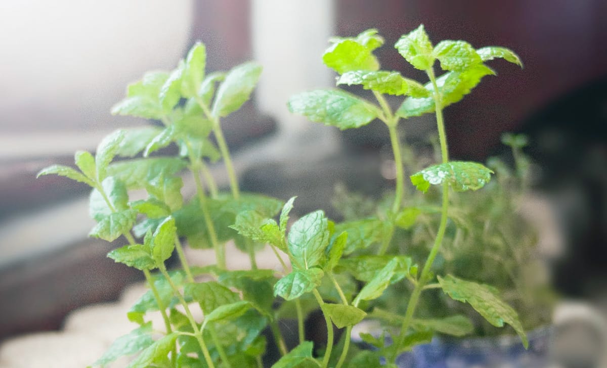 Se vuoi preparare un cocktail fresco e dissetante, segui questa ricetta, mojito