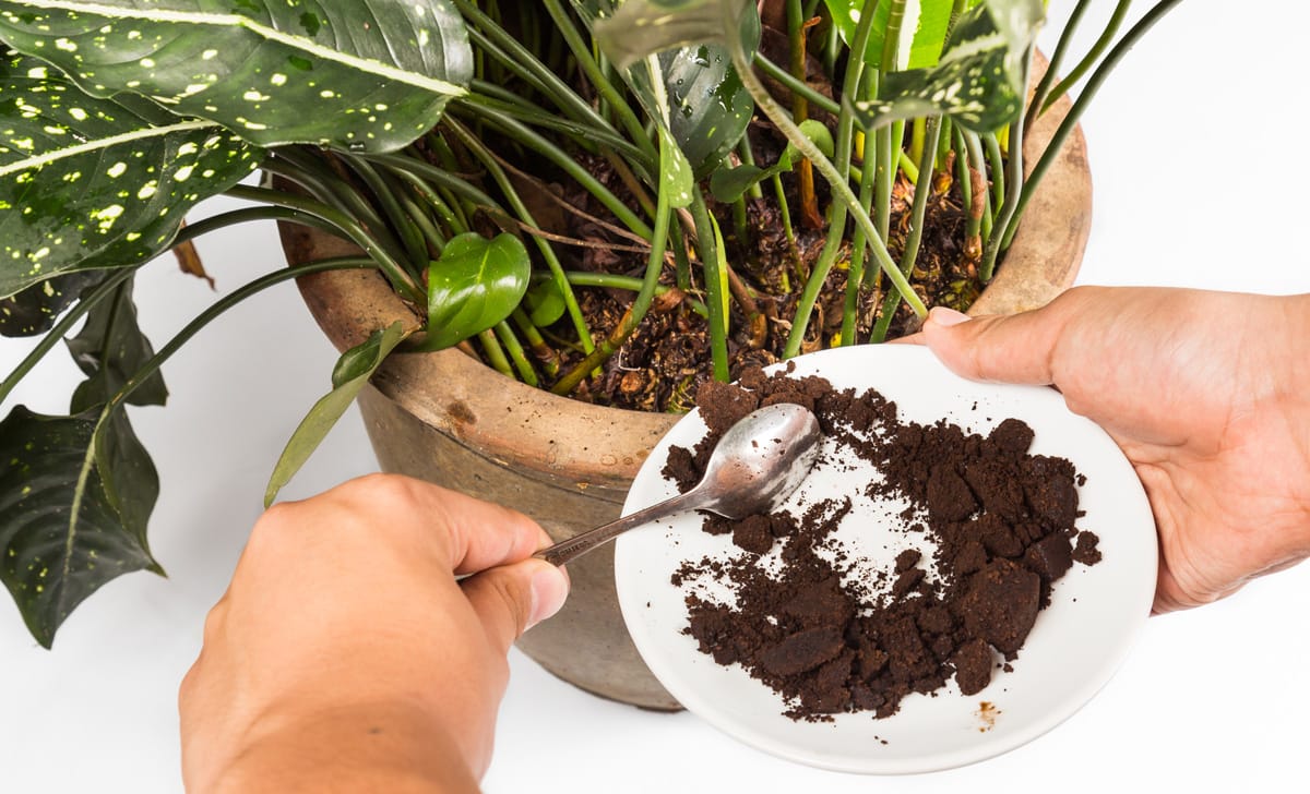 Fertilizzanti naturali