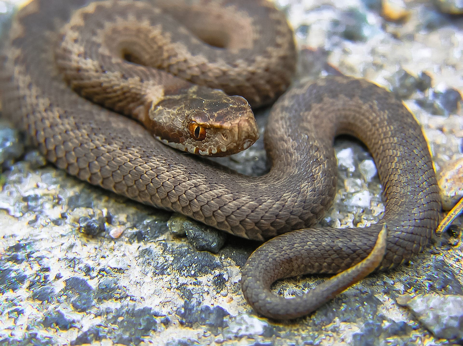 vipera, veleno, serpente