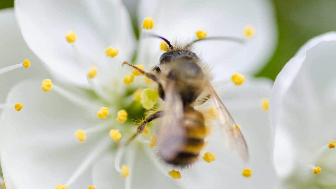 ape, vespa, insetto,