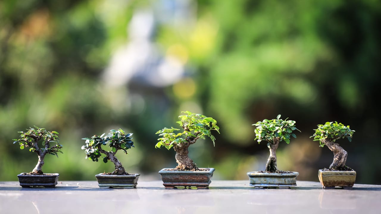 bonsai