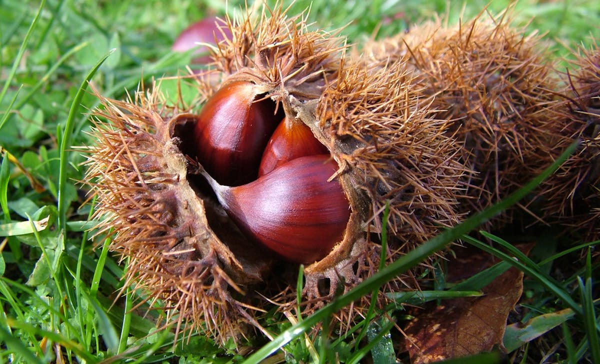 Come fare in casa il liquore alle castagne