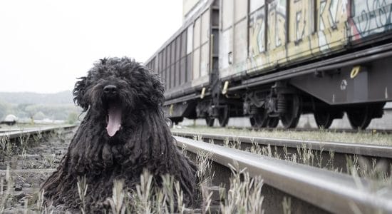 cane, treno