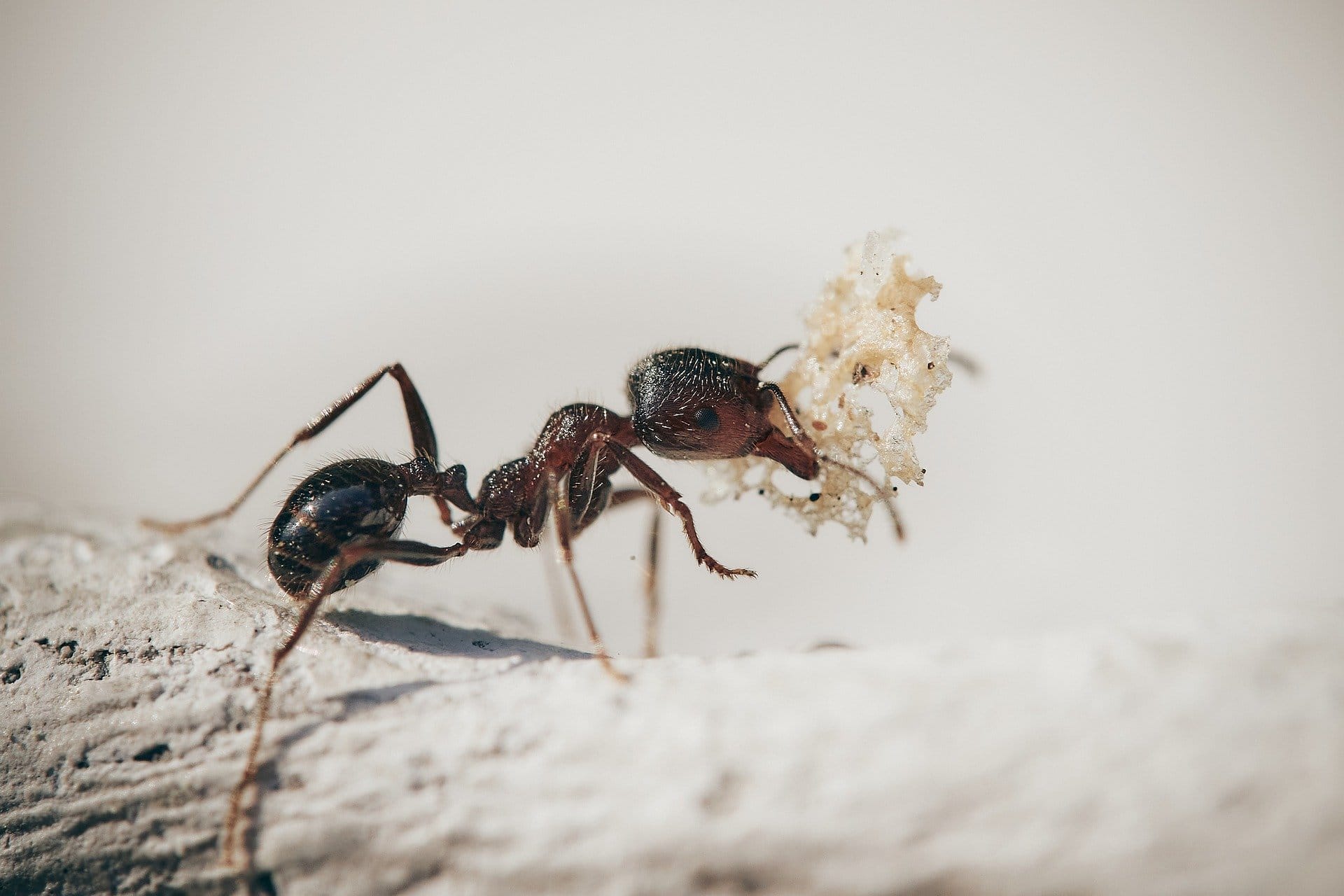 Addio all'incubo di formiche in casa e terrazzo con questo rimedio che  tutti abbiamo in dispensa