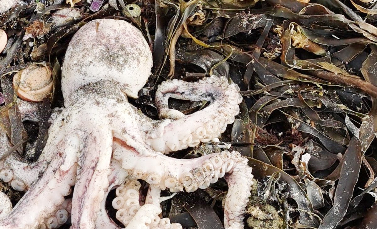 disastro ecologico ambientale