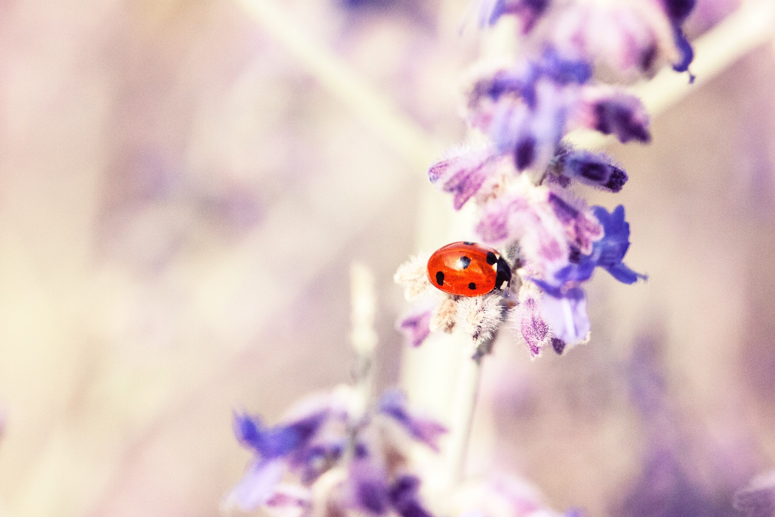coccinelle