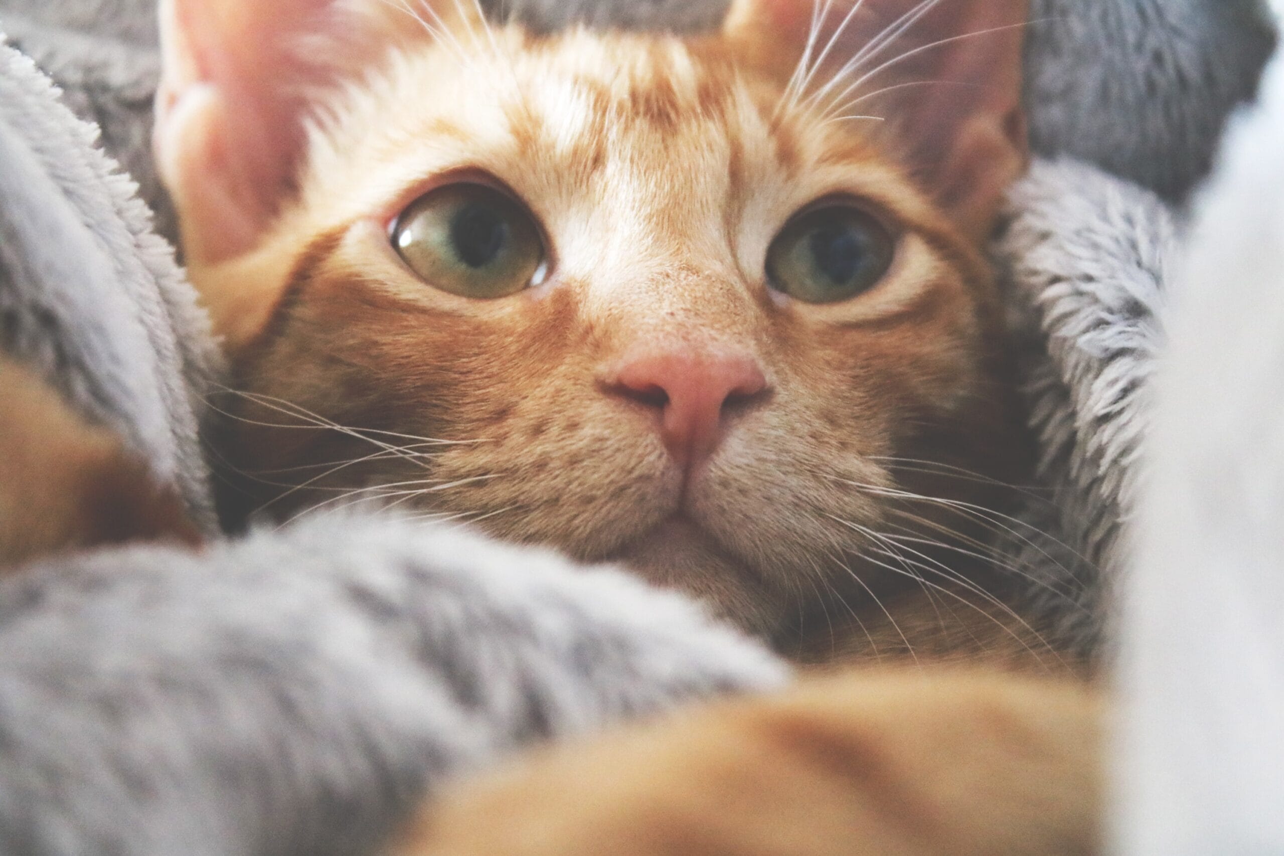 gatto