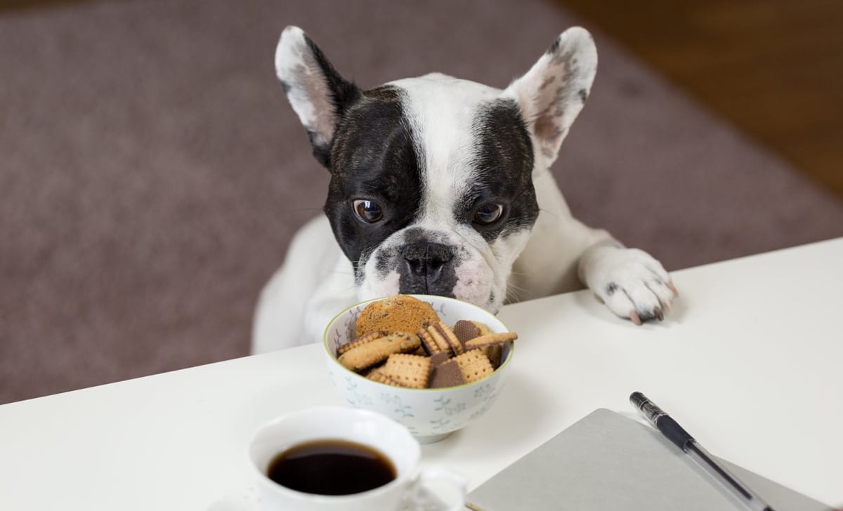 Alimneti consigliati per i cani in inverno
