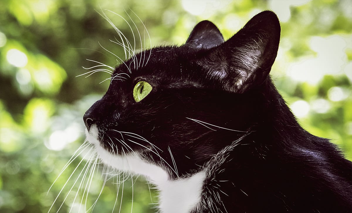 amici a quattro zampe