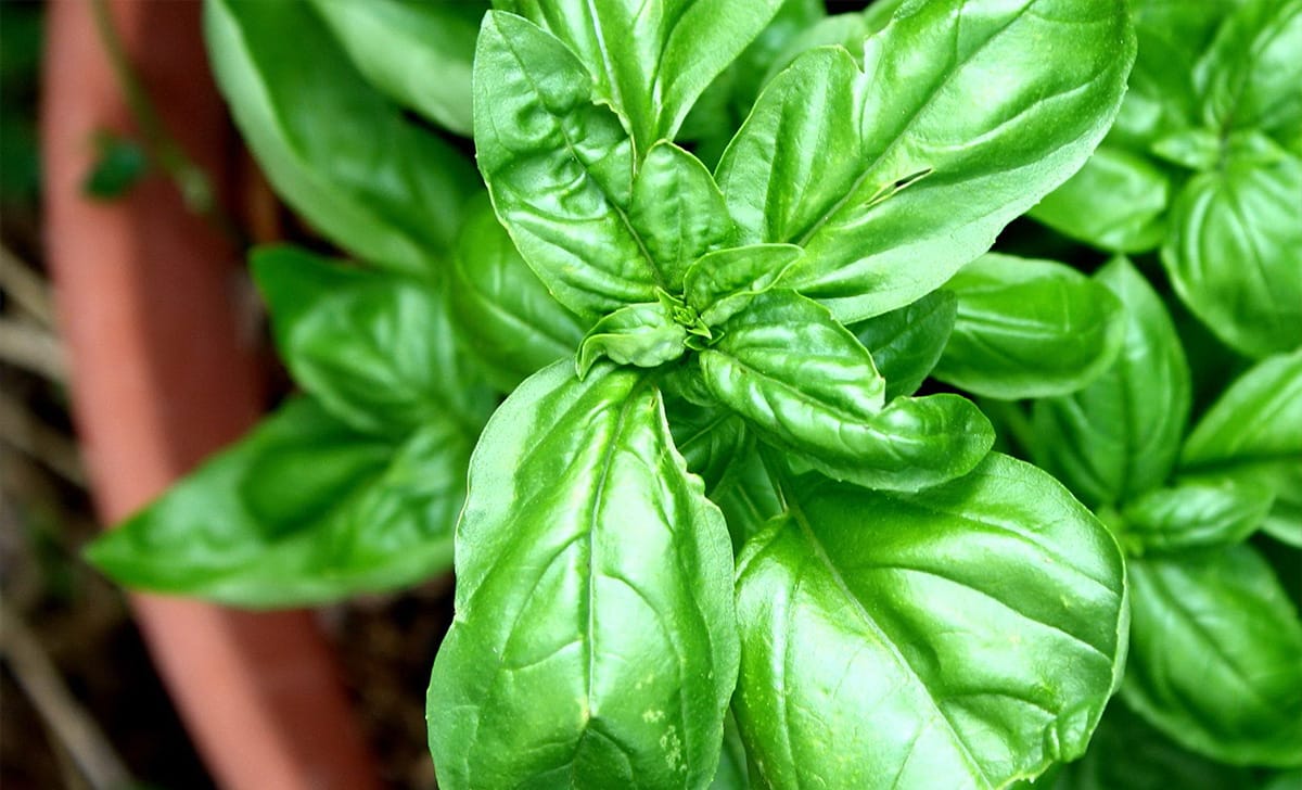 basilico-pianta