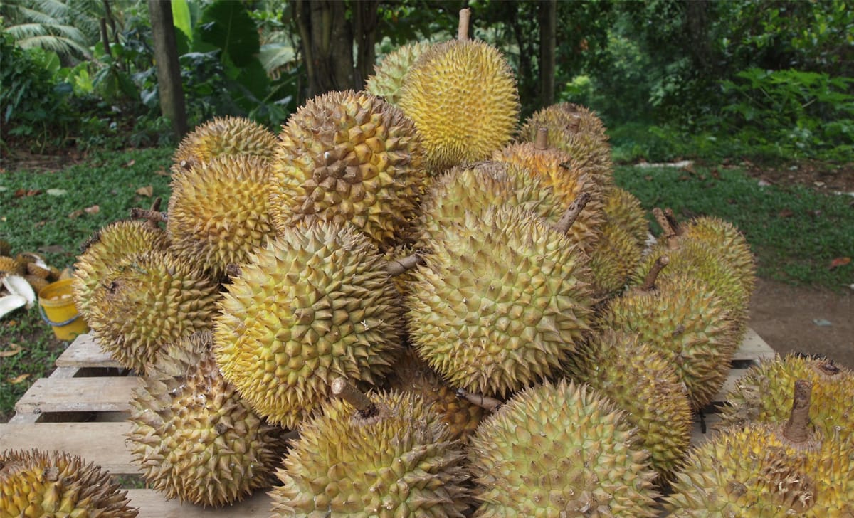 frutto durian