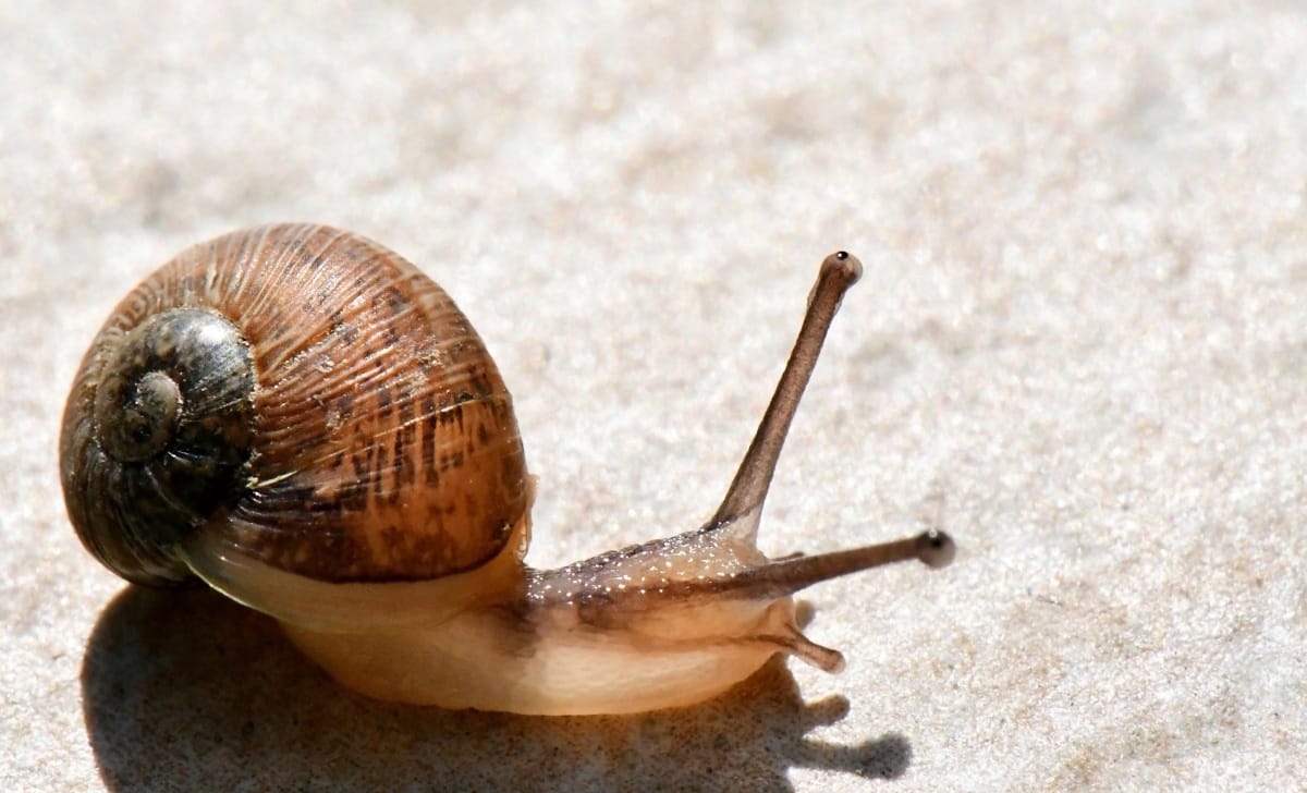 lumaca, l'animale dai 4 nasi