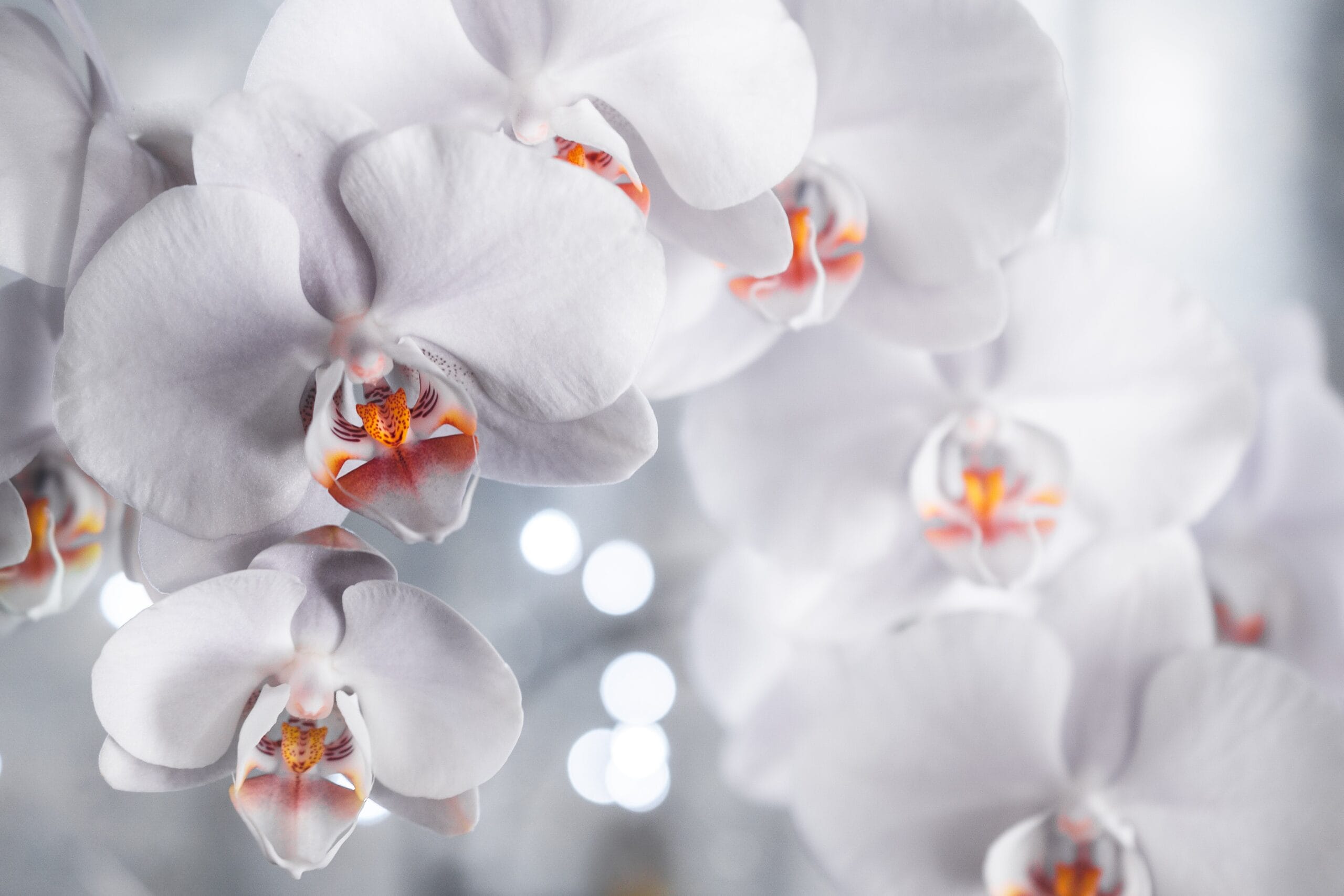 orchidee
