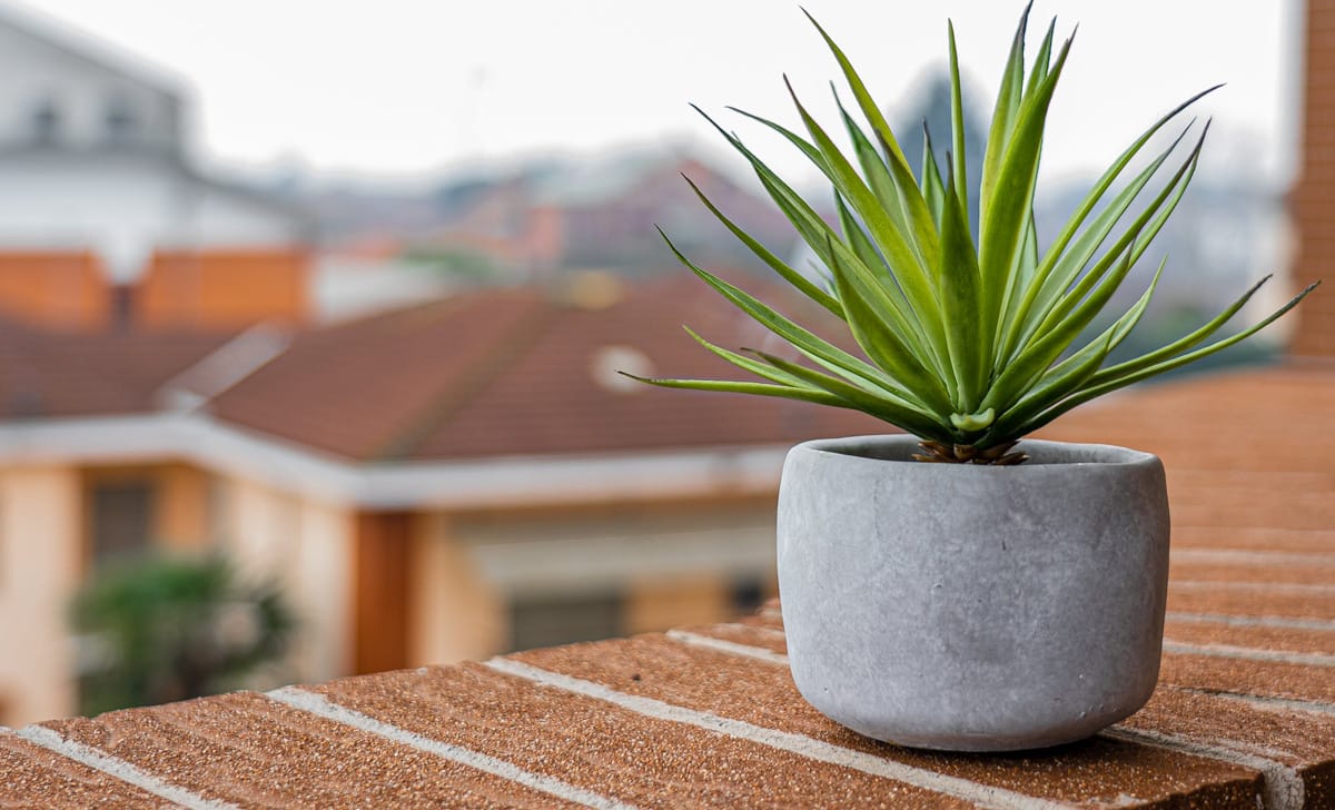 pianta da balcone