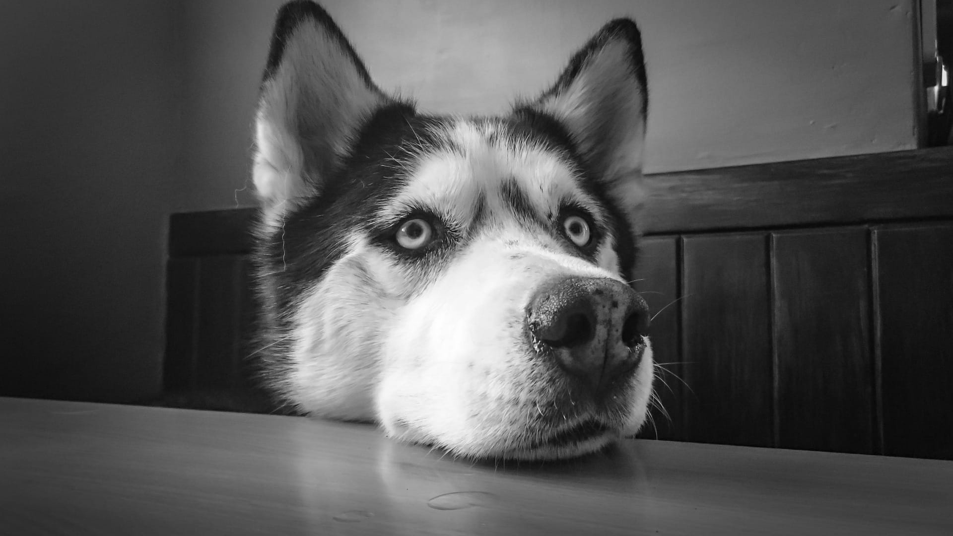 siberian husky