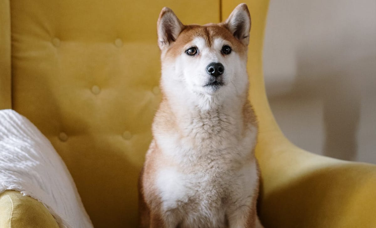 super udito dei cani