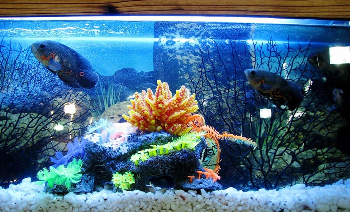 Acquario di casa