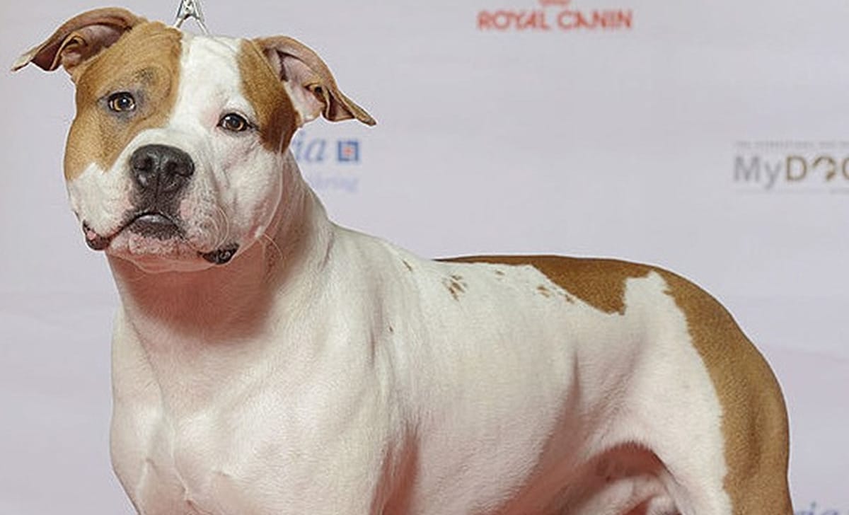 la razza di cane meno impegnativa da avere in casa