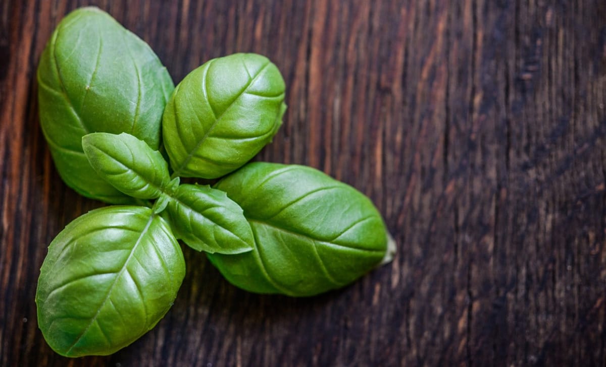 basilico