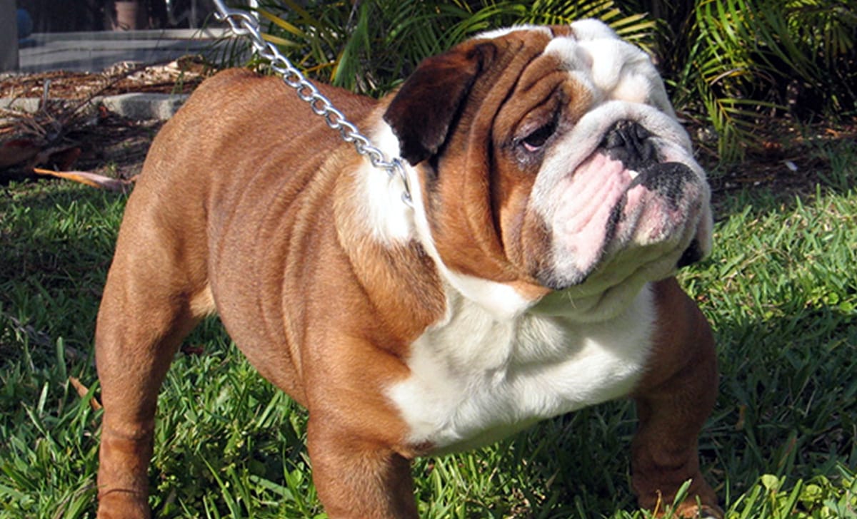 bulldog inglese