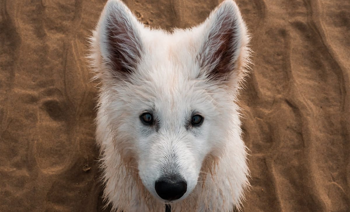 un cane in primo piano