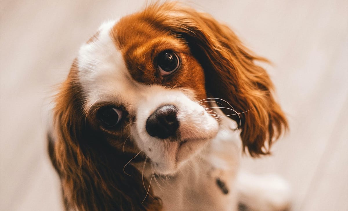 cane dallo sguardo coccoloso