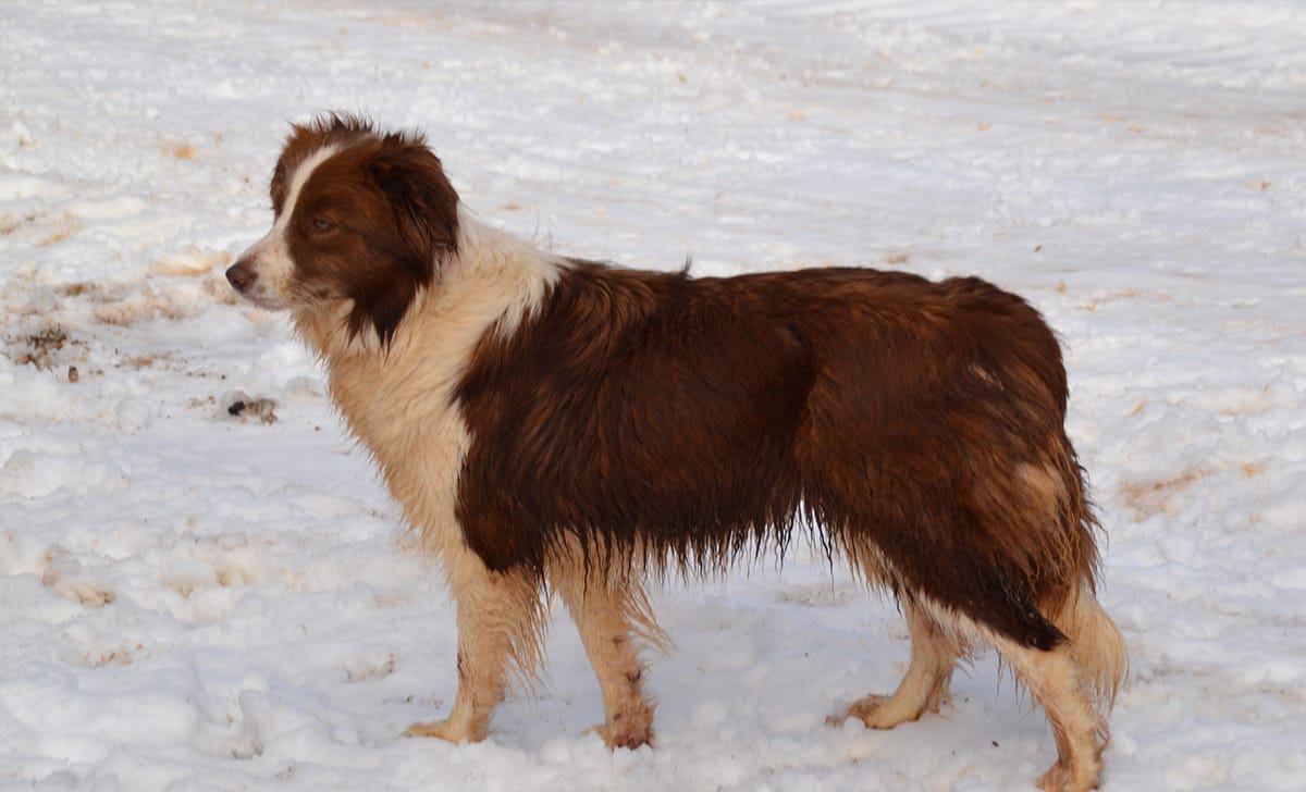 cane di razza più intelligente
