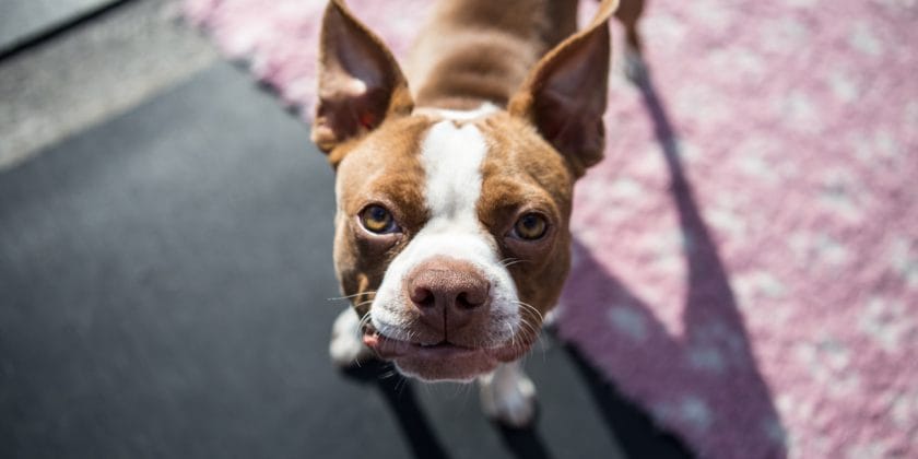cane