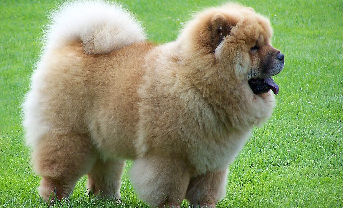 cane di razza chow chow
