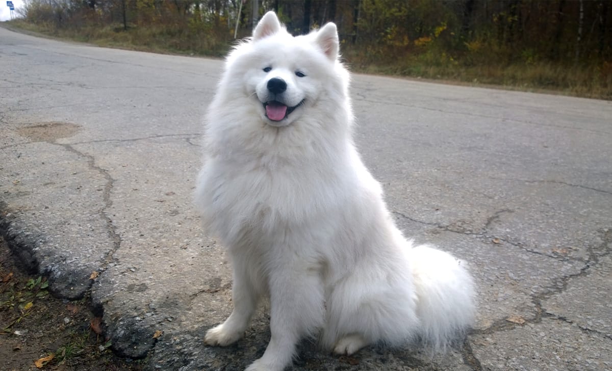 un cane di razza samoiedo