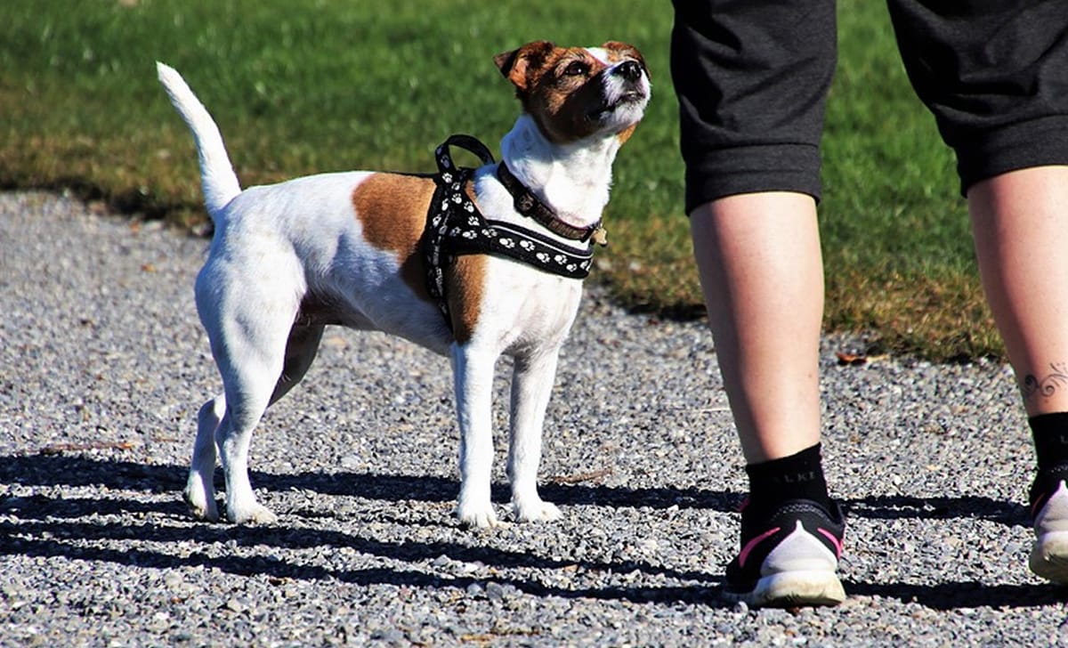 un cane e il suo padrone