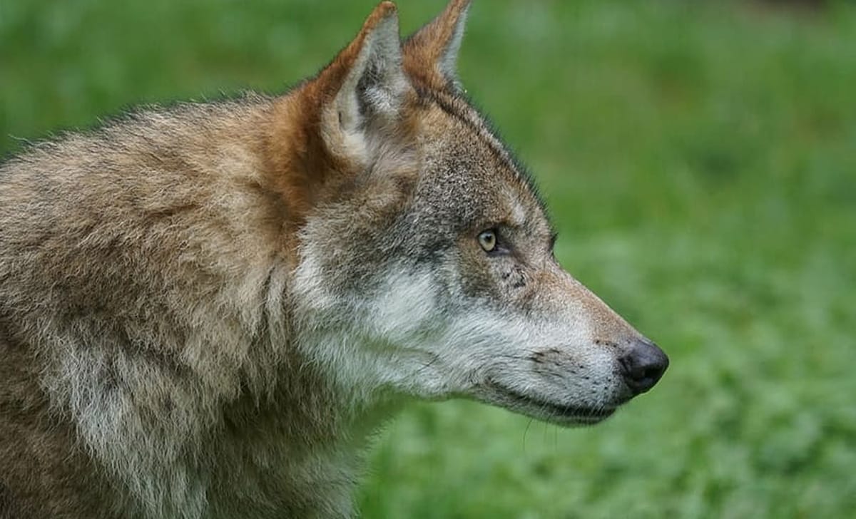 cane con le addrizzate