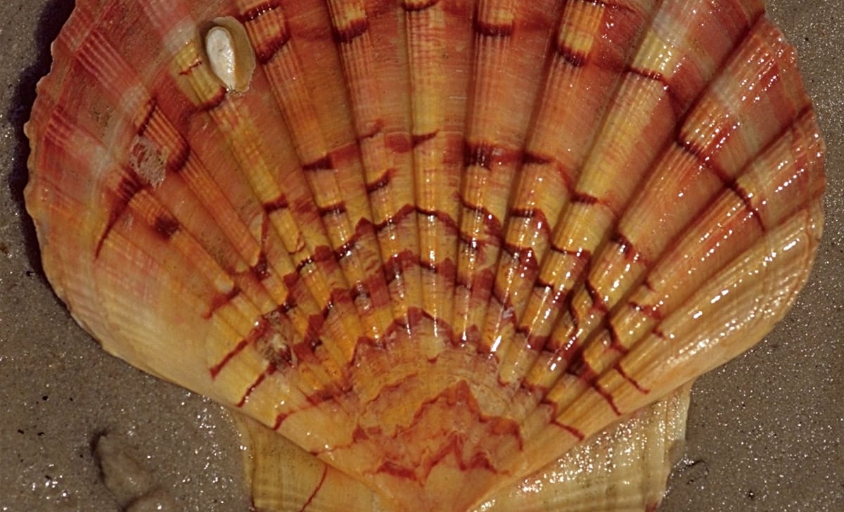 pesce mollusco capasanta