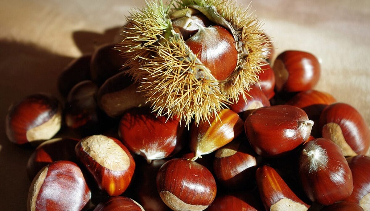 castagne
