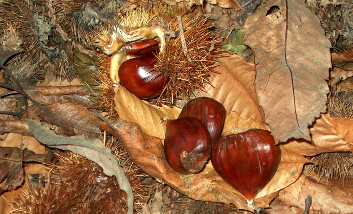 castagne