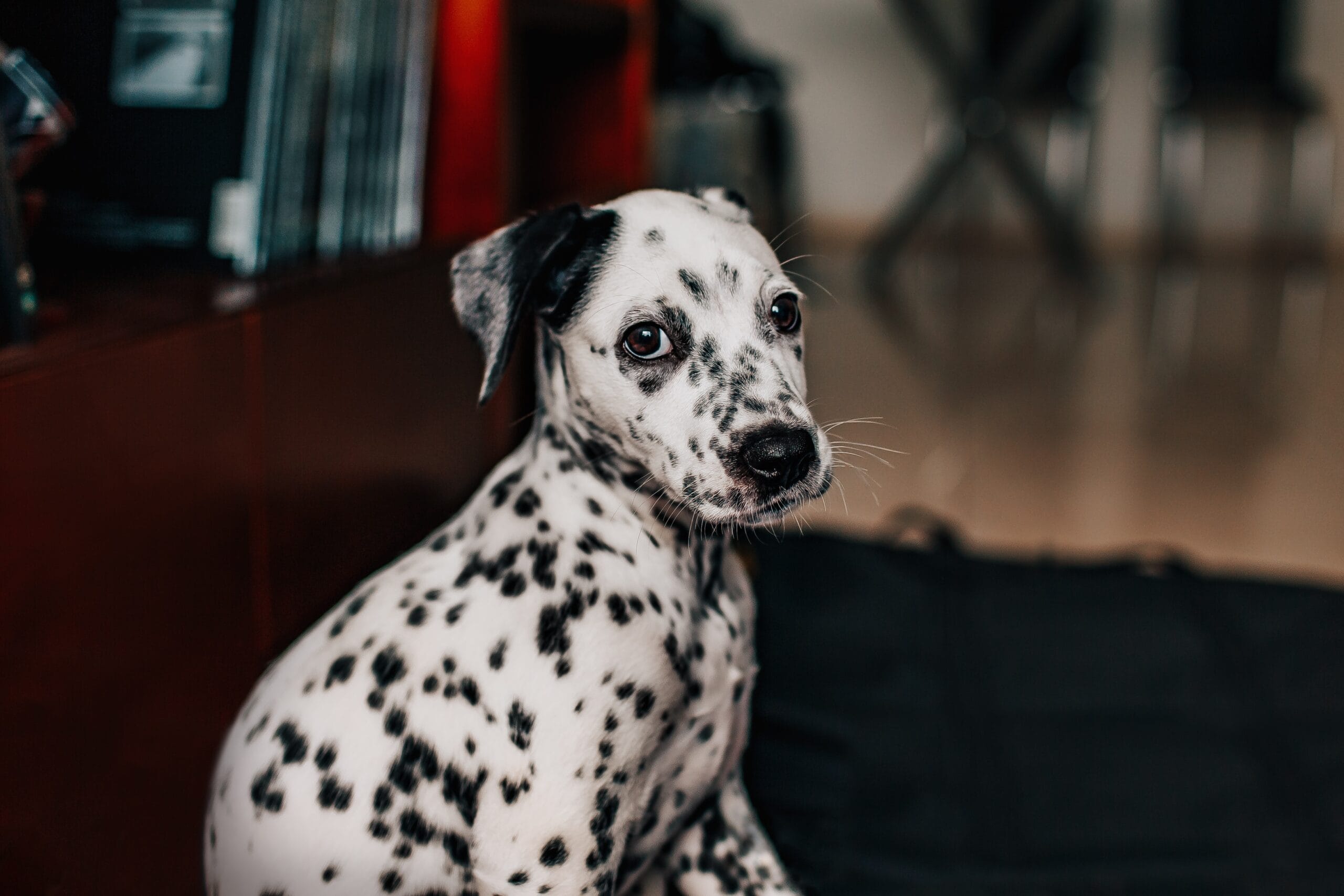 dalmata