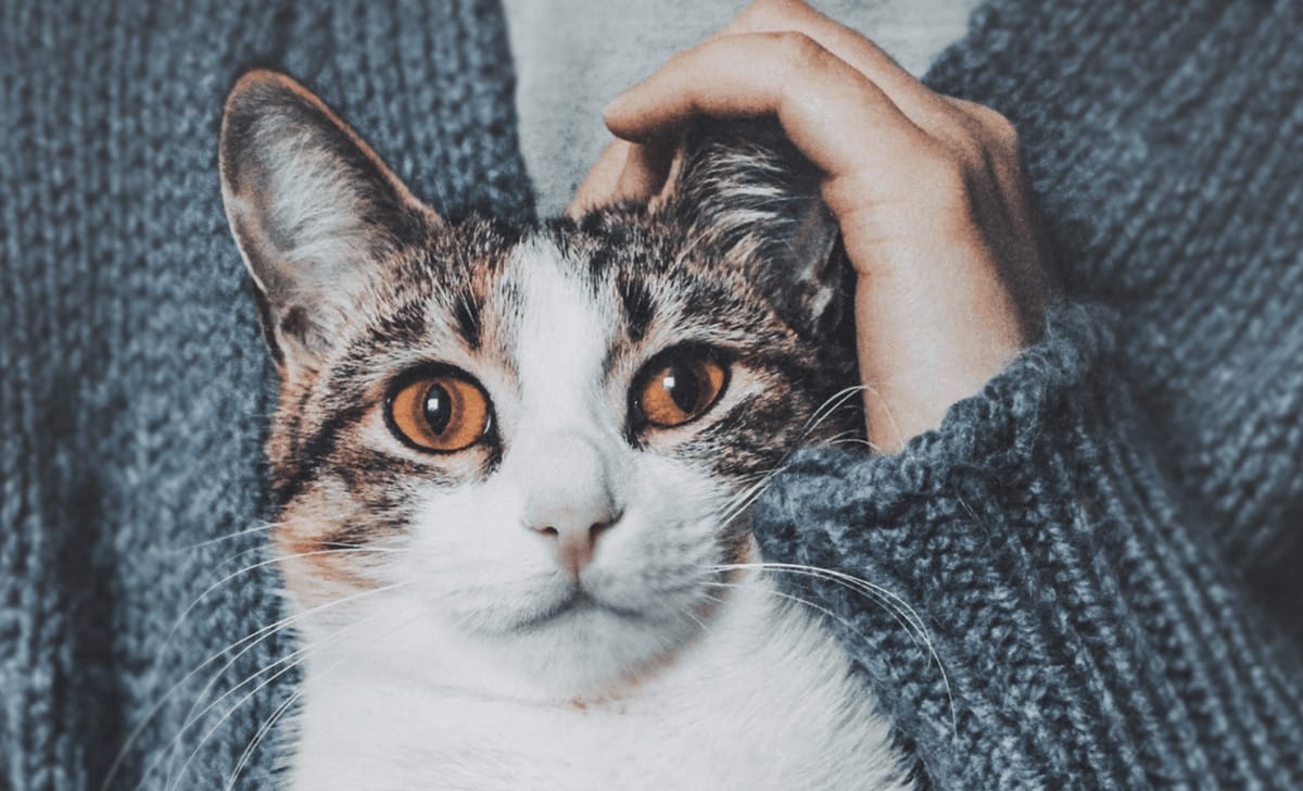 fare le coccole al gatto