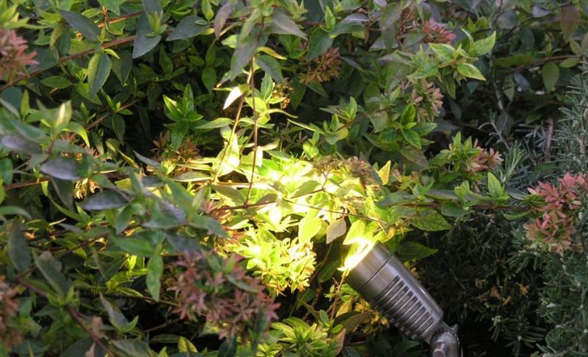 Faretto di luce sulle piante