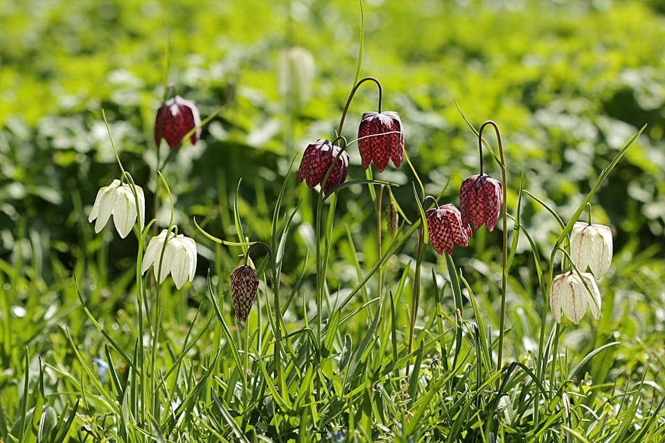 fritillaria