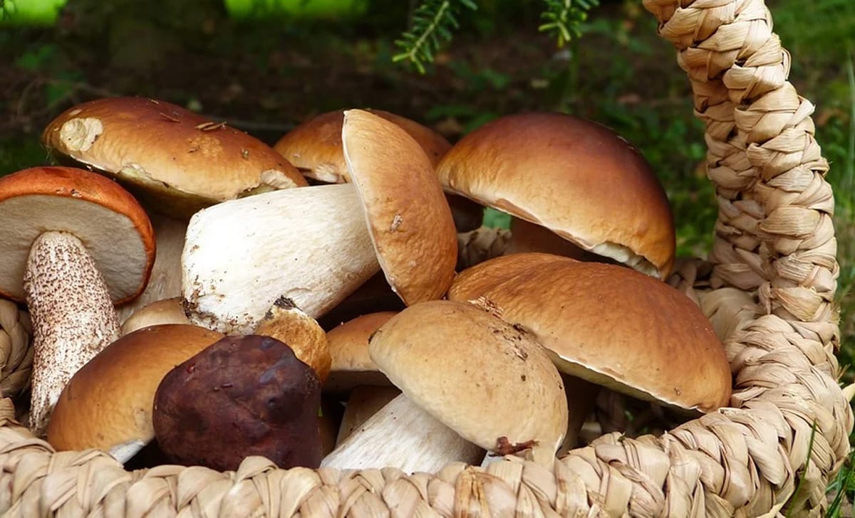 funghi porcini
