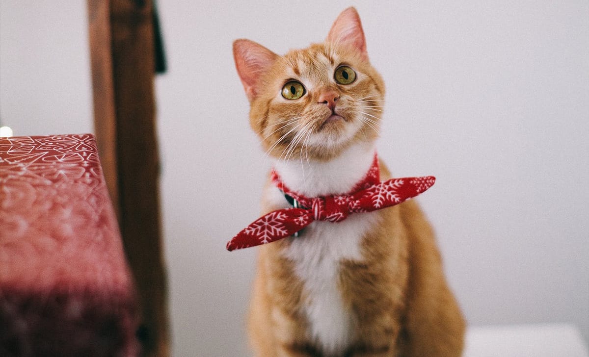 gatto natalizio