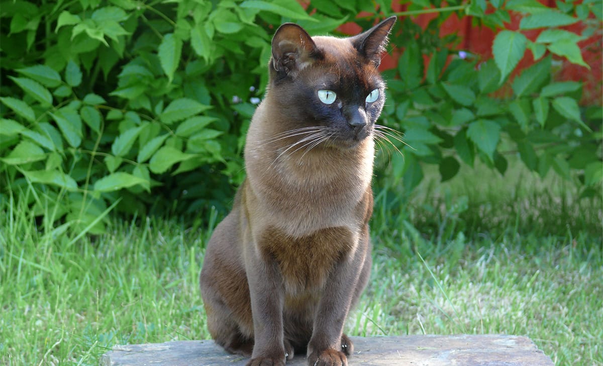 una femmina di gatto burmese
