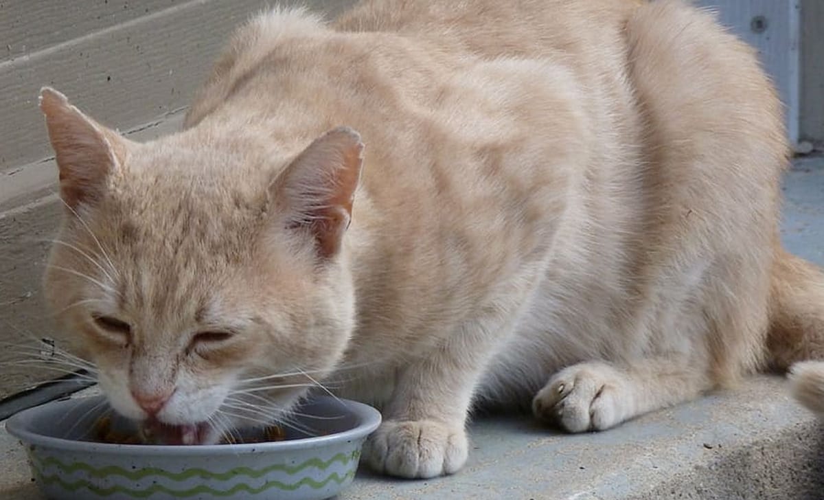 Attenzione agli alimenti che diamo al nostro gatto