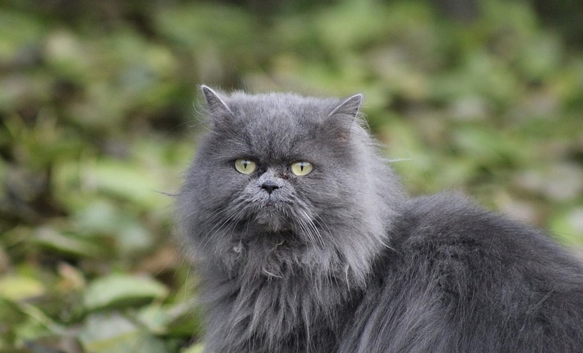 gatto persiano
