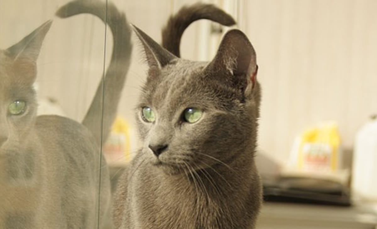 un gatto che guarda il suo riflesso