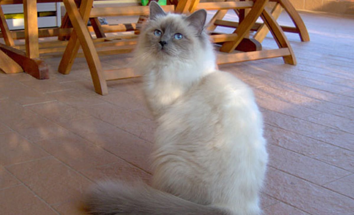 gatto sacro di Birmania